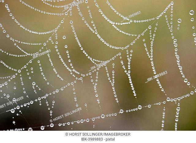 Orb web of a Garden Cross Spider (Araneus diadematus) with dew drops, Bavaria, Germany