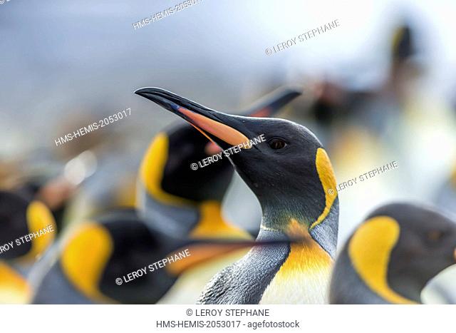 South Atlantic Ocean, South Georgia Island, king penguin (Aptenodytes patagonicus)
