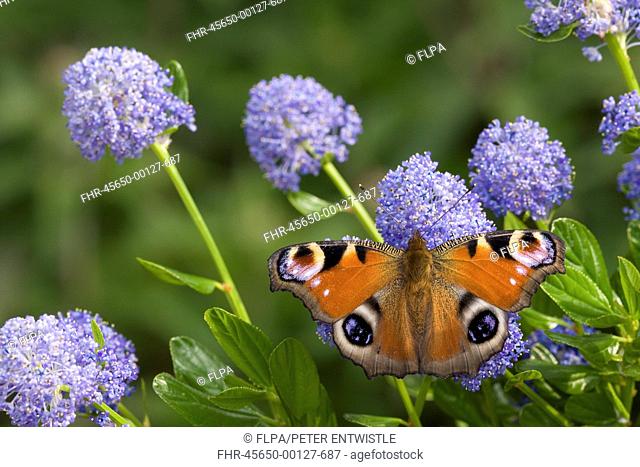 Peacock Butterfly Inachis io adult, feeding on California Lilac Ceanothus arboreus flowers in garden, England, june