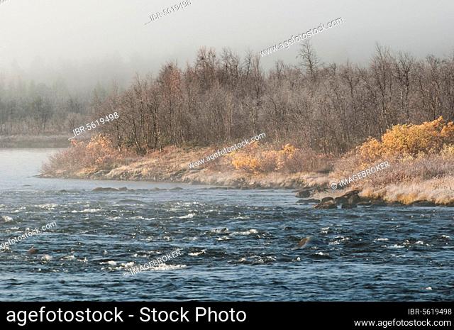 Frosty and misty forest habitat at edge of river at dawn, River Konkamaeno, Lapland, Northwest Finland