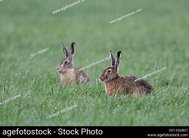 Brown Hares / European Hares / Feldhasen ( Lepus europaeus ), two, pair of, sitting in grass on farmland, watching attentively, wildlife, Europe.