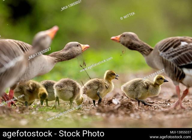 Greylag goose (Anser anser) with chicks in a meadow, Germany
