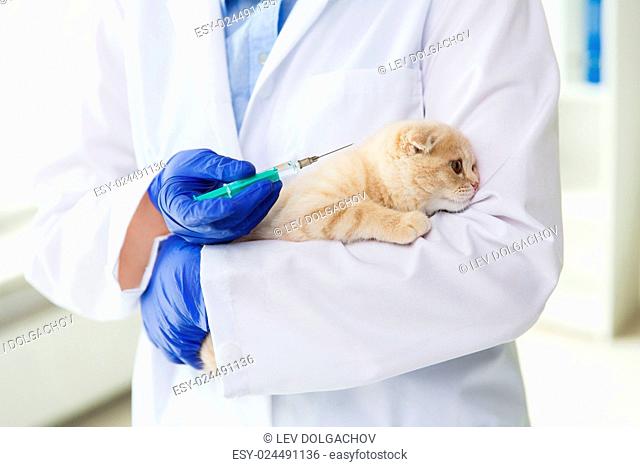 medicine, pet, animals, health care and people concept - close up of veterinarian doctor with syringe making vaccine injection to scottish fold kitten at vet...