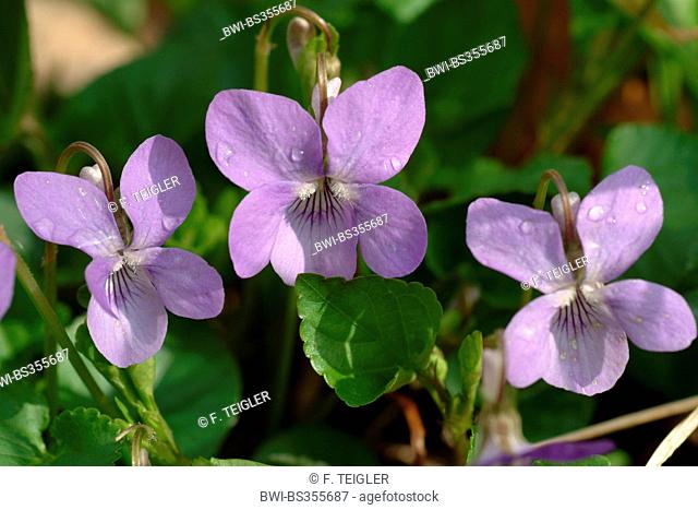 common violet, common dog-violet (Viola riviniana), flowers, Germany