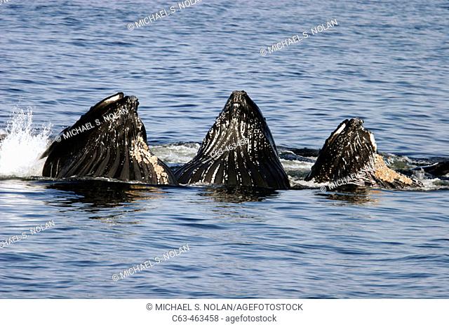 Humpback Whales (Megaptera novaeangliae) cooperatively bubble-net feeding in Southeast Alaska, USA