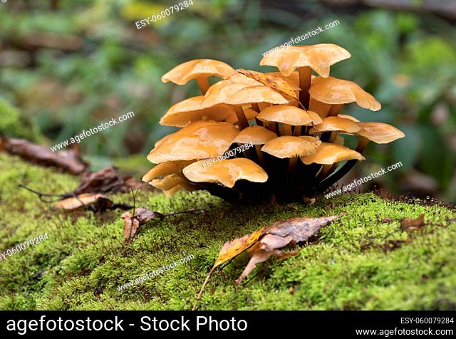 Mushrooms growing on a tree trunk covered by moss in the autumn forest