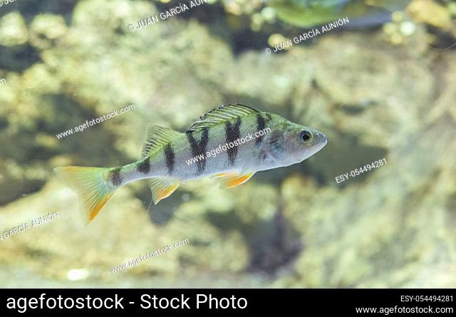 Perca fluviatilis, commonly known as common perch or European perch. Underwater shot