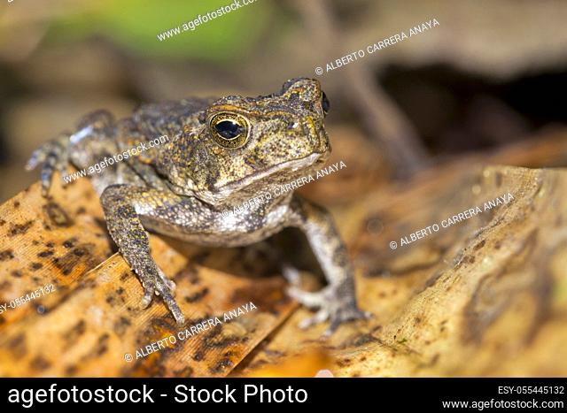 Tropical Frog, Tropical Rainforest, Marino Ballena National Park, Uvita de Osa, Puntarenas, Costa Rica, Central America, America