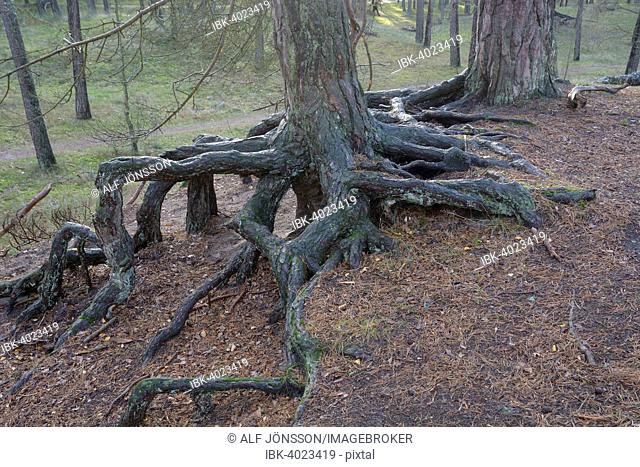 Aerial roots in a pine tree forest, planted to stop a sand drift during the 19th century, Ystad, Sweden