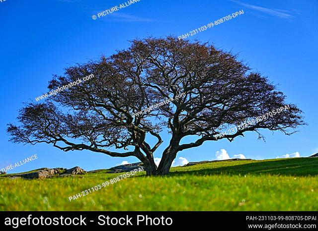 23 October 2023, Denmark, Vang: A single tree stands on the site of the ruins of the medieval fortress Hammershus on the north-western tip of the Danish island...