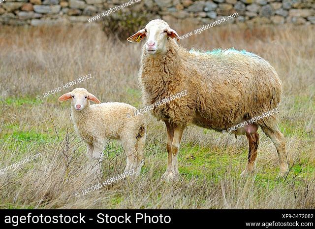 Sheep and lamb. La Peña. Salamanca province. Castilla y León. Spain
