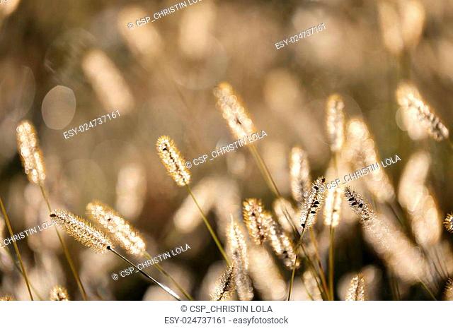Wild Foxtail Grass Background at Autumn Sunrise