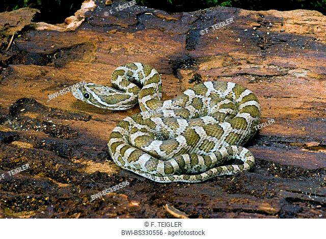 Great Plains Rat Snake (Pantherophis emoryi), rolled-up