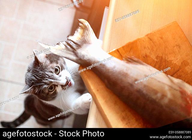 A hungry cat looks at the tail of a fish on the kitchen table. A pet steals food from the table. Cat's delicacy