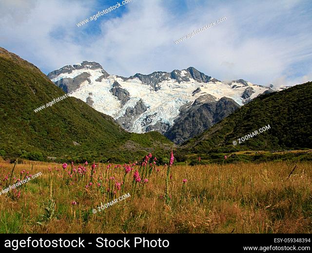 Pink wildflowers, glacier and high mountains Mount Sefton and the Footstool