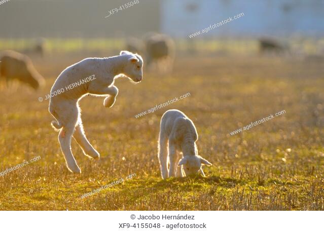 Jumping lamb. Olivenza. Badajoz province. Extremadura. Spain  The Jumping Lamb (known by locals as the 'La Oveja Saltarina') is an annual event that is held...