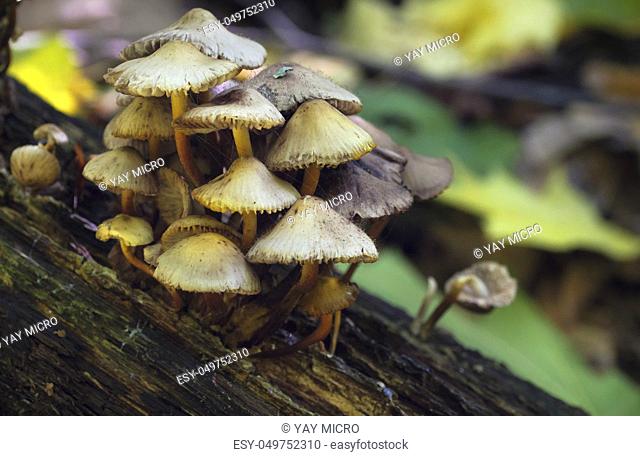 Mushrooms, growing on a tree stump in the autumn forest. Hypholoma fasciculare