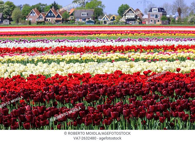 Multicolored tulip fields frame the village in spring Berkmeer Koggenland North Holland Netherlands Europe