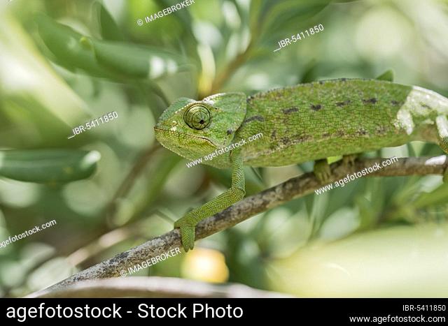 Mediterranean chameleon (Chamaeleo chamaeleon), Cadiz, Andalusia, Spain, Europe