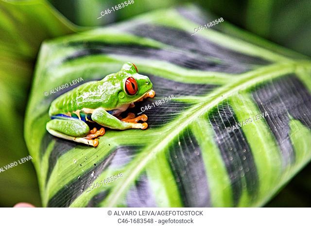 Red eyed tree frog Agalychnis callidryas perched on a tree leaf  Tortuguero National park, Limon province, Costa Rica