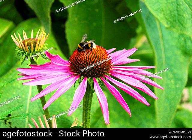 Bumblebee feeding on blooming coneflower