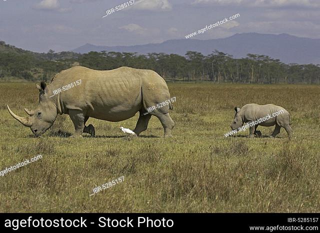 White Rhinoceros (ceratotherium simum), Female with Calf, Nakuru Park in Kenya