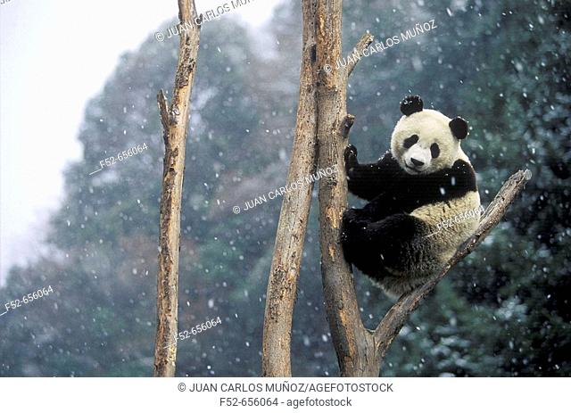 Giant Panda (Ailuropoda melanoleuca).  Wolong National Natural Reserve. China