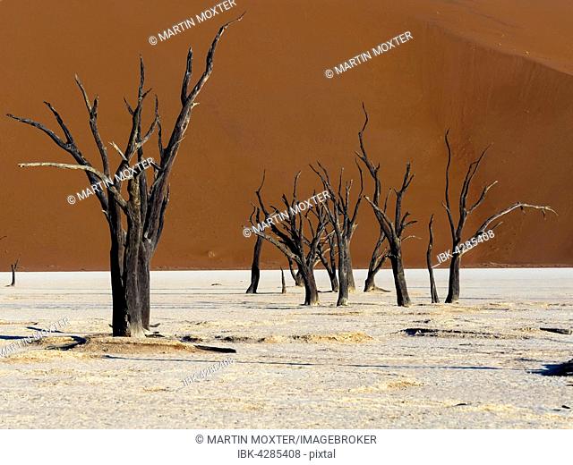 Dead camel thorn trees (Vachellia erioloba) in Dead Vlei in front of sand dunes, salt pan, Sossusvlei, Namib Desert, Namib-Naukluft National Park, Namibia