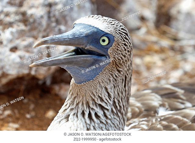 Detailed view of the head of a Blue-footed Boobie (Sula nebouxii) with opened beak, Galapagos Islands National Park, North Seymour Island, Galapagos, Ecuador