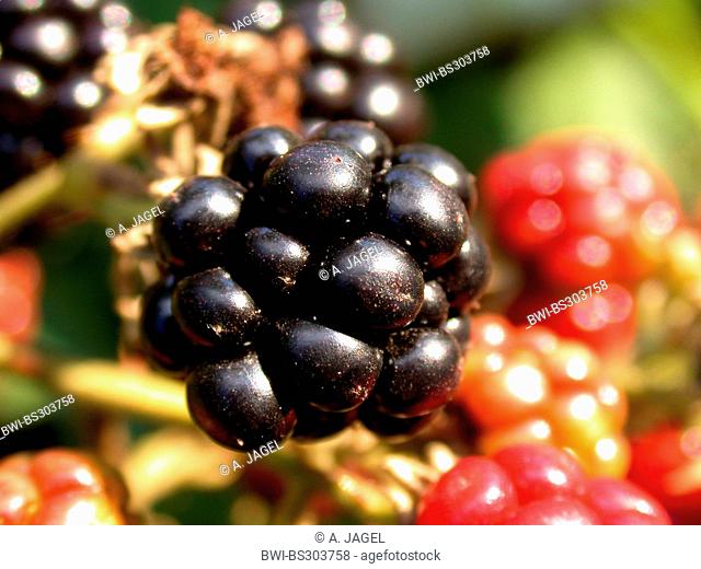 Armenian blackberry (Rubus armeniacus), ripe berry, Germany