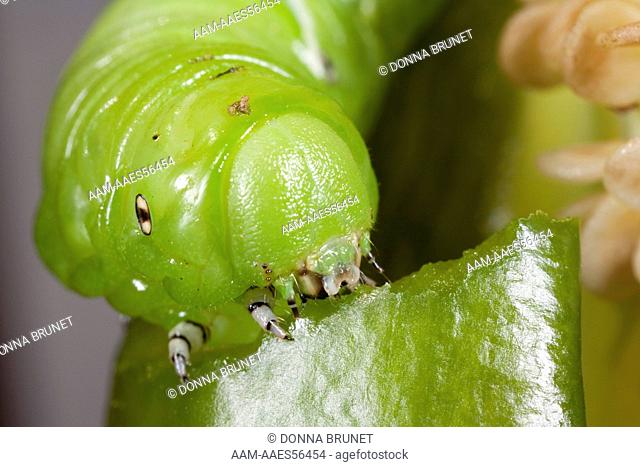 Tobacco Hornworm caterpillar (Manduca sexta) eats bell pepper (Capsicum). Boone County, Missouri, 7 August 2006