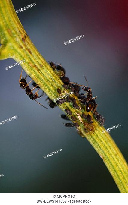 black ant, common black ant, garden ant Lasius niger, ants miling greenflies