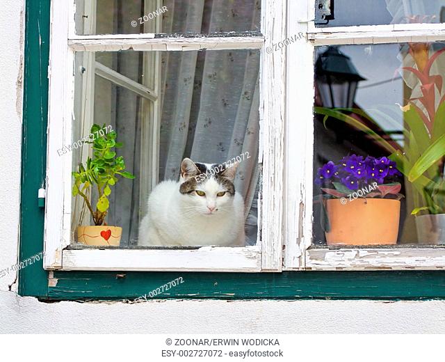 Katze sitzt an einem Fenster