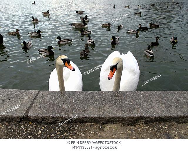 A pair of swans in a lake in Brooklyn, NY