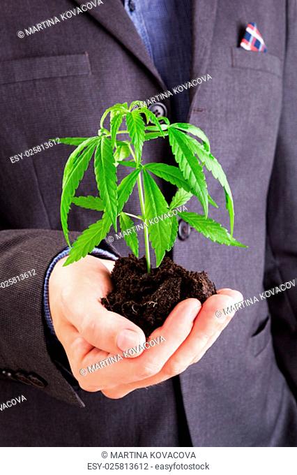 Caucasian handsome man in suit hodling young cannabis plant with soil in his hand. Drug dealer