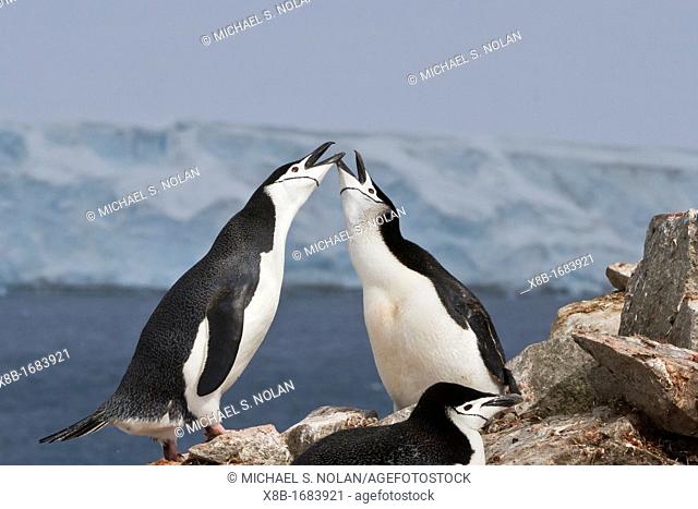 Adult chinstrap penguin Pygoscelis antarctica ecstatic display at breeding colony at Half Moon Island, Antarctica, Southern Ocean