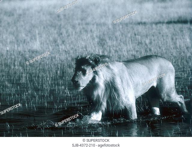 An African Lion Wades Through High Water