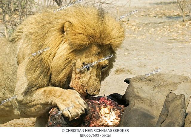 Male lion (Panthera leo) is eating a captured elephant, Savuti, Chobe national park, Botswana, Africa