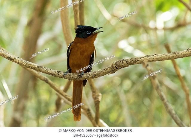 Madagascar Paradise Flycatcher (Terpsiphone mutata) sits on a branch, Arboretum d' Andtsokay, Madagascar