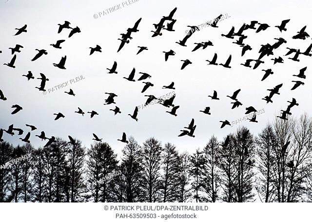 Wild geese fly against the backdrop of the grey November sky near Sachsendorf,  Germany, 10 November 2015. The wide fields of the Oderbruch region offer many...