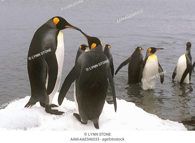 King Penguins So. Georgia Is., Antarctica