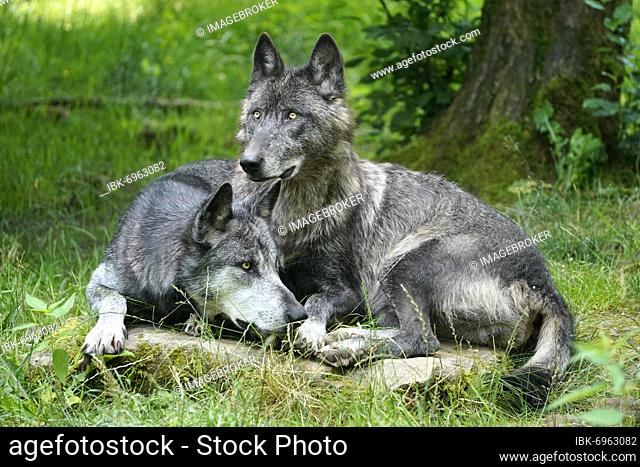 Timberwolf, American wolf Mackenzie Valley Wolf (Canis lupus occidentalis), two wolves lying in a meadow, Captive, France, Europe