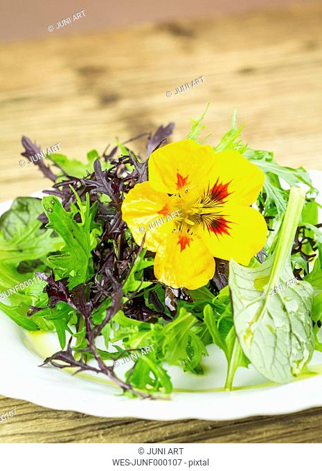 Salad made of wild herbs garnished with blossom of Indian cress