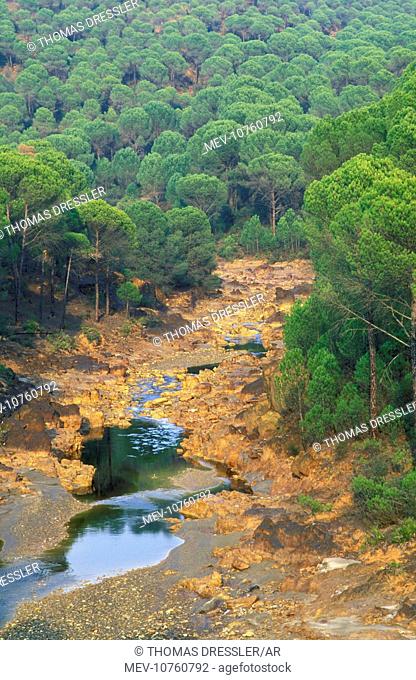 Spain - The Rio Tinto (Red river) flowing through a forest of stone or umbrella pines (Pinus pinea). The oxidised iron minerals in the river's water have turned...