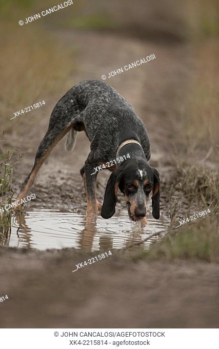 Blue tick, hound, hunting dog, Pennsylvania, USA