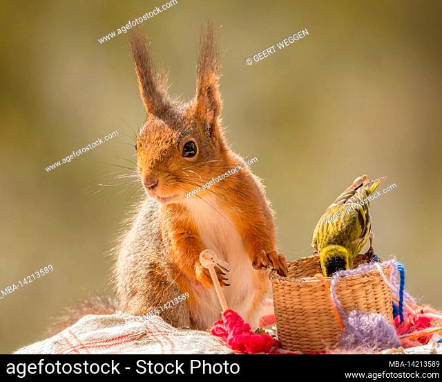 red squirrel holding knitting pins with a basket and thread while bird is in the basket
