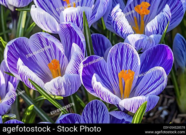 Blue Purple White Yellow Crocuses Blossoms Blooming Macro Bellevue Washington State. First flower of spring