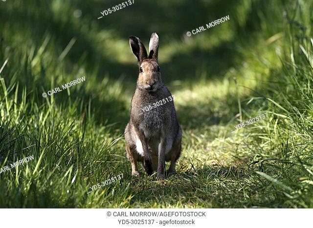 Irish Hare, Ireland