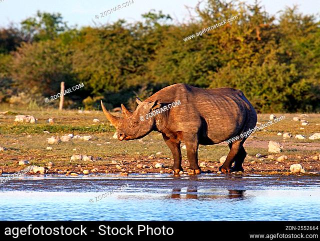 Spitzmaulnashorn im Abendlicht, Etosha, Namibia; black rhinoceros, Diceros bicornis