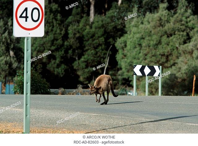 Western Gray Kangaroo crossing road Kangaroo Island Australia Macropus fuliginosus